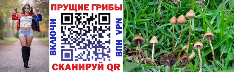 omg как войти  Тында  Псилоцибиновые грибы GOLDEN TEACHER 